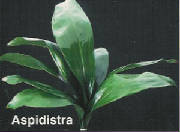 LHF2010/aspid_brochure.jpg