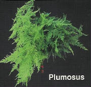 LHF2010/plumosus_brochure.jpg