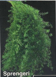 LHF2010/spreng_brochure.jpg