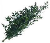 LHF2010/ItalianRuscus.jpg