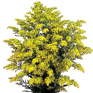 LHF2010/Solidago.Yellow.Aster.bunch.jpg