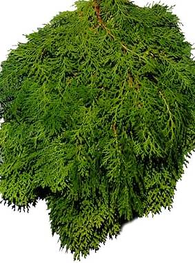 LHF2010/bunches_arborvita.jpg