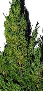 LHF2010/bunches_goldtip.jpg