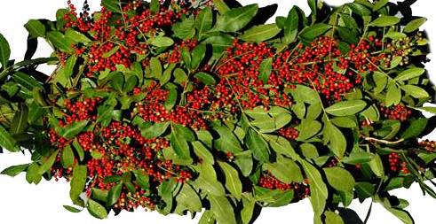 LHF2010/bunches_hollyberry.jpg