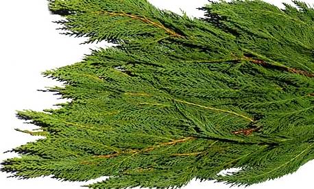 LHF2010/bunches_leyland_green.jpg