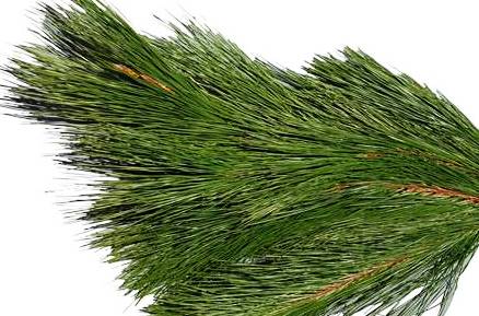 LHF2010/bunches_longPine.jpg