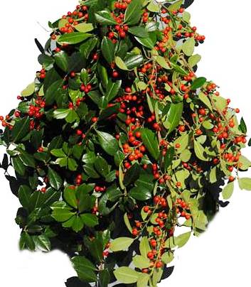 LHF2010/bunches_palatka_holly.jpg