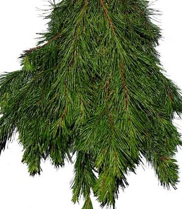 LHF2010/bunches_shortPine.jpg