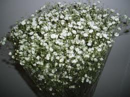 LHF2010/gypsophilia.white.million.bunch.jpg