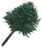 LHF2010/leatherleaf.jpg