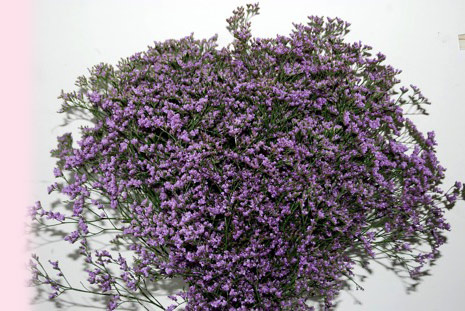 LHF2010/limonium.purple.sealavender.bunch.jpg