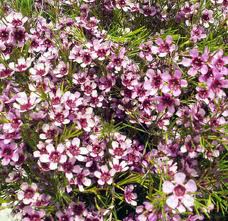 LHF2010/waxflower.pink.jpg