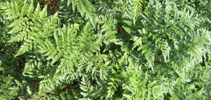 fern_in_field