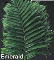 webassets/rghf_brochures_emerald.jpg