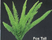 webassets/rghf_brochures_foxtail.jpg