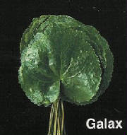 webassets/rghf_brochures_galax.jpg