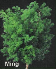 webassets/rghf_brochures_ming.jpg