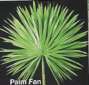 webassets/rghf_brochures_palmfan.jpg