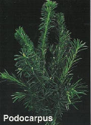 webassets/rghf_brochures_podocarpus.jpg