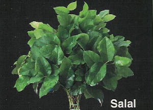 webassets/rghf_brochures_salal.jpg