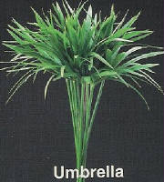 webassets/rghf_brochures_umbrella.jpg