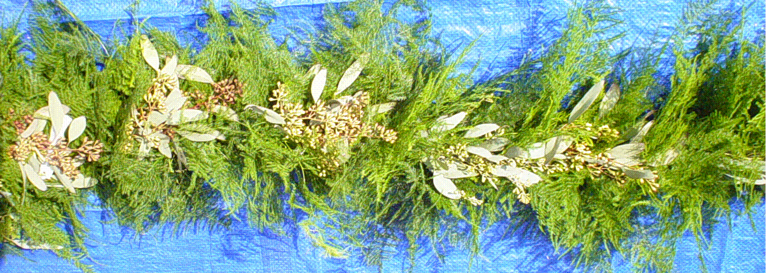 webassets/Garland_PLU_TF_SeedEuc_cropped.gif