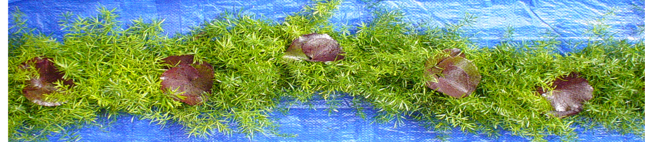webassets/Garland_SPR_Galax_cropped.gif