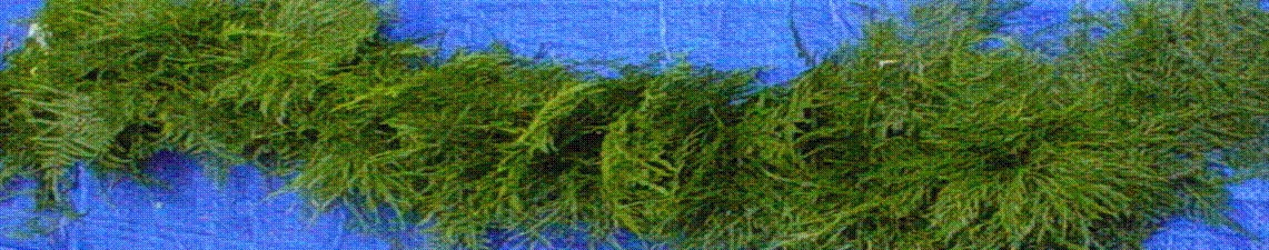 webassets/Garland_TreFrn_cropped.gif