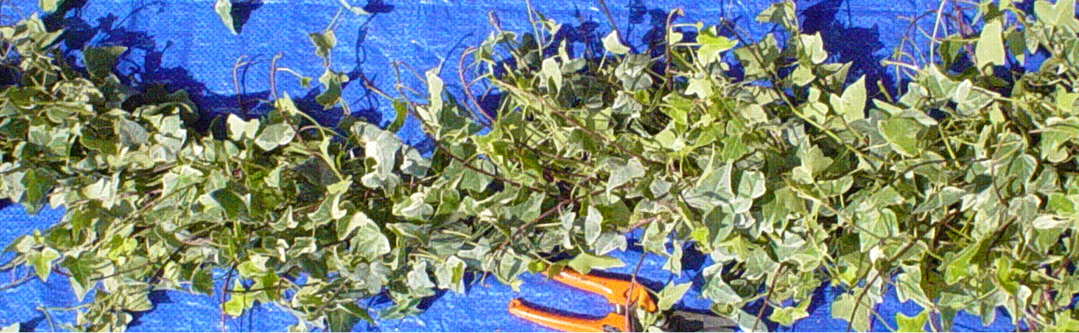 webassets/Garland_VARIGIVY_cropped.gif