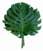 webassets/monstera.jpg