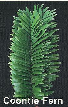 Coontie Fern