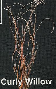 webassets/rghf_brochures_willowtips.jpg
